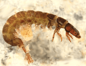 Larve di tricottero presenti nell'acqua da filtrare