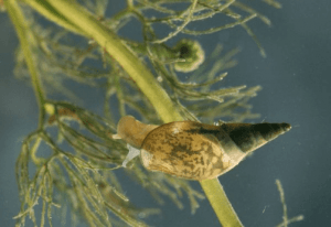 Piccole lumache d'acqua e alghe