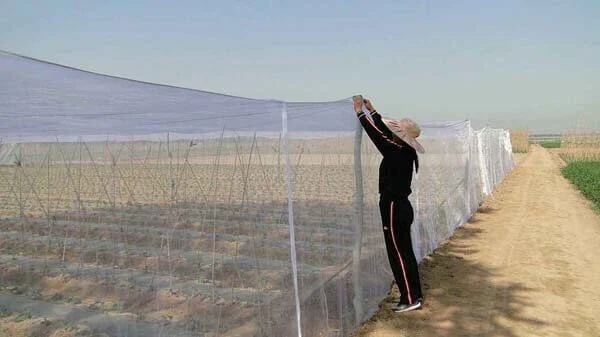 Rete anti-insetto per colture protette