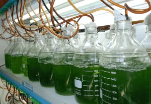 Coltivazione di microalghe in bottiglie di laboratorio
